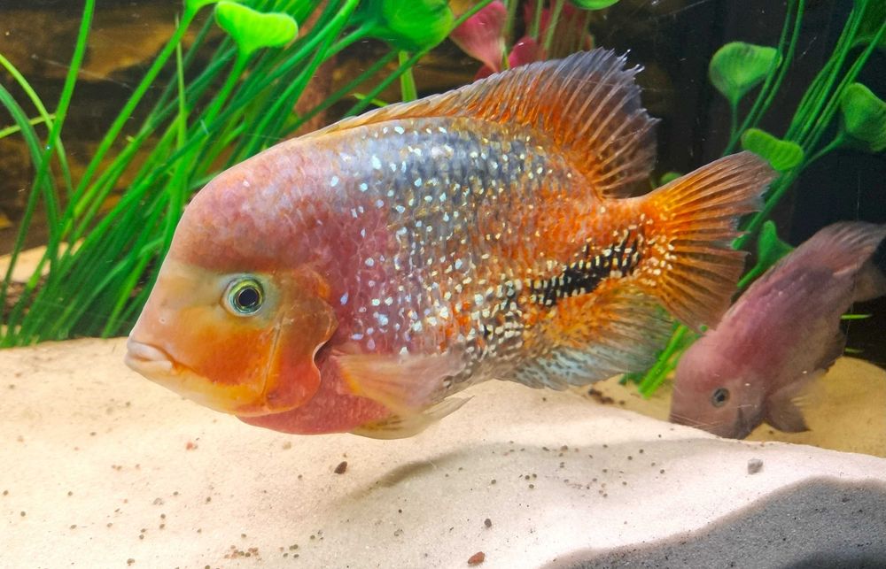 Pielęgnica Vieja synspilum belize blue spotted