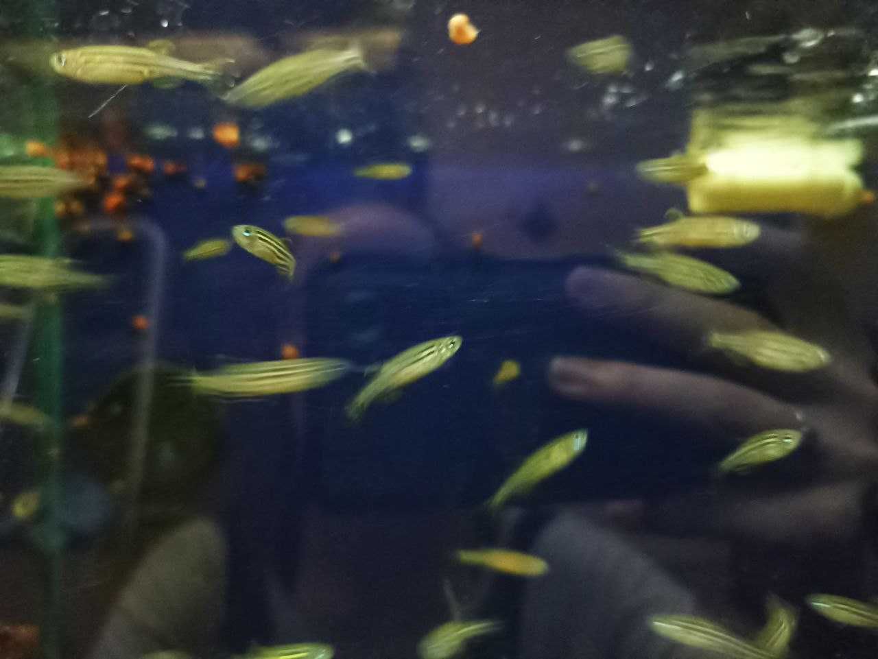 Danio Zebra - Danio rerio