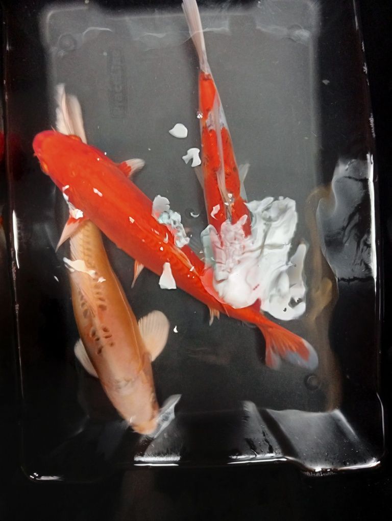 Carpas koi 45cm +/-