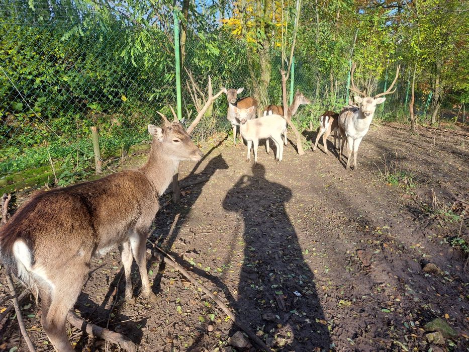 Sprzedam stado danieli