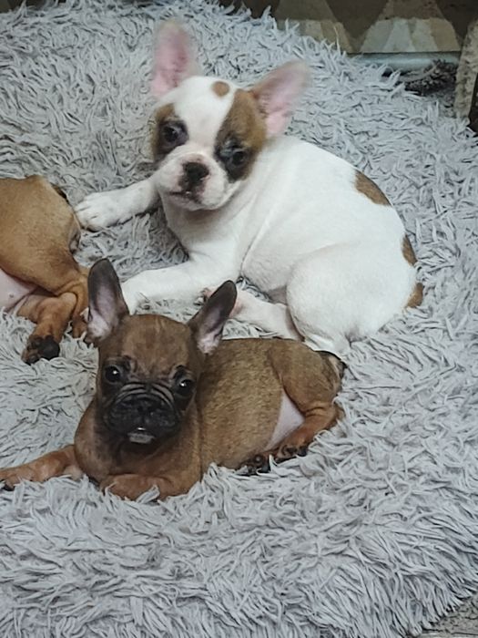 Чистопородні щенки французького бульдога