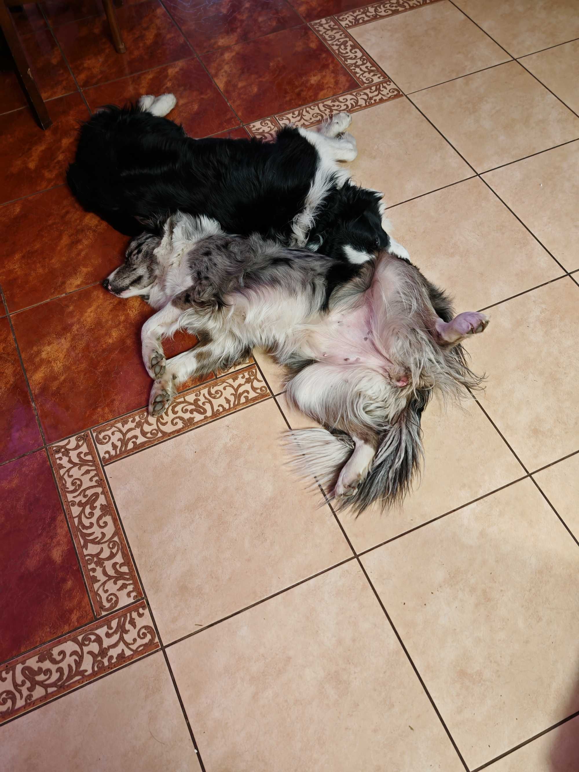 Pieski Border Colle