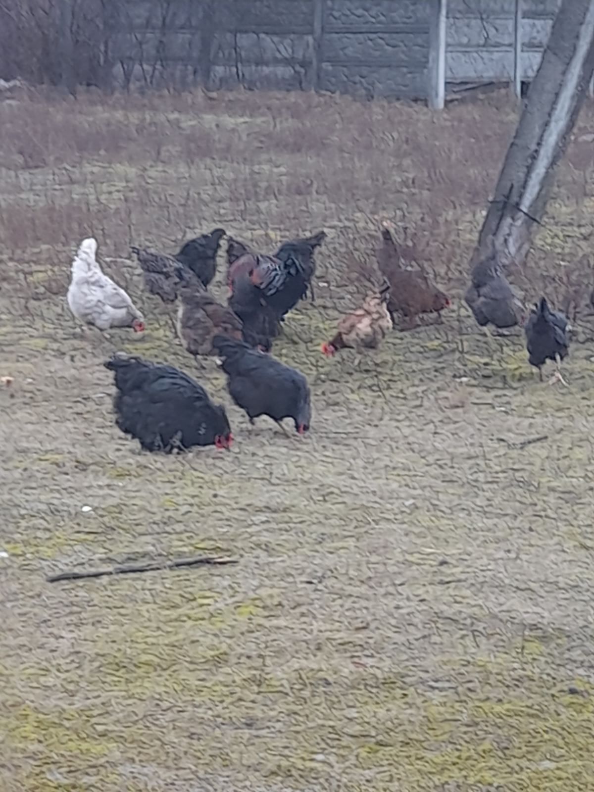 Продаю яйця інкубаційні