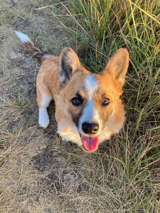 cudowny szczeniak Welsh Corgi Pembroke