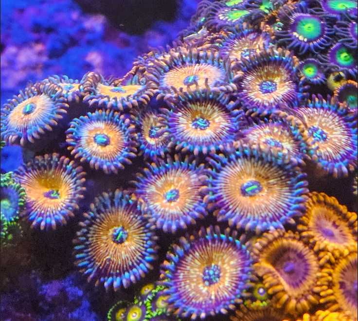 Zoa salted agave - Zoanthid - Koralowce - akwarium morskie