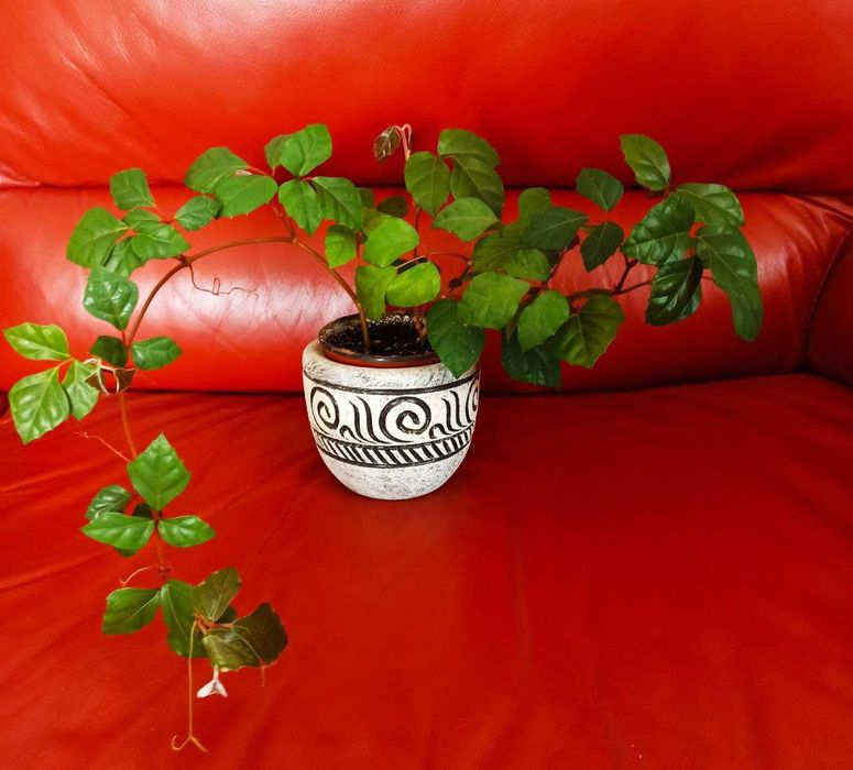 Кімнатна рослина циссус та сансевієрія