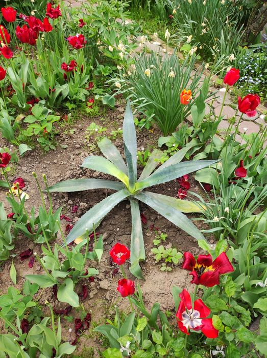 Агава мексиканська.