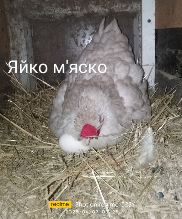 Квочка карликова