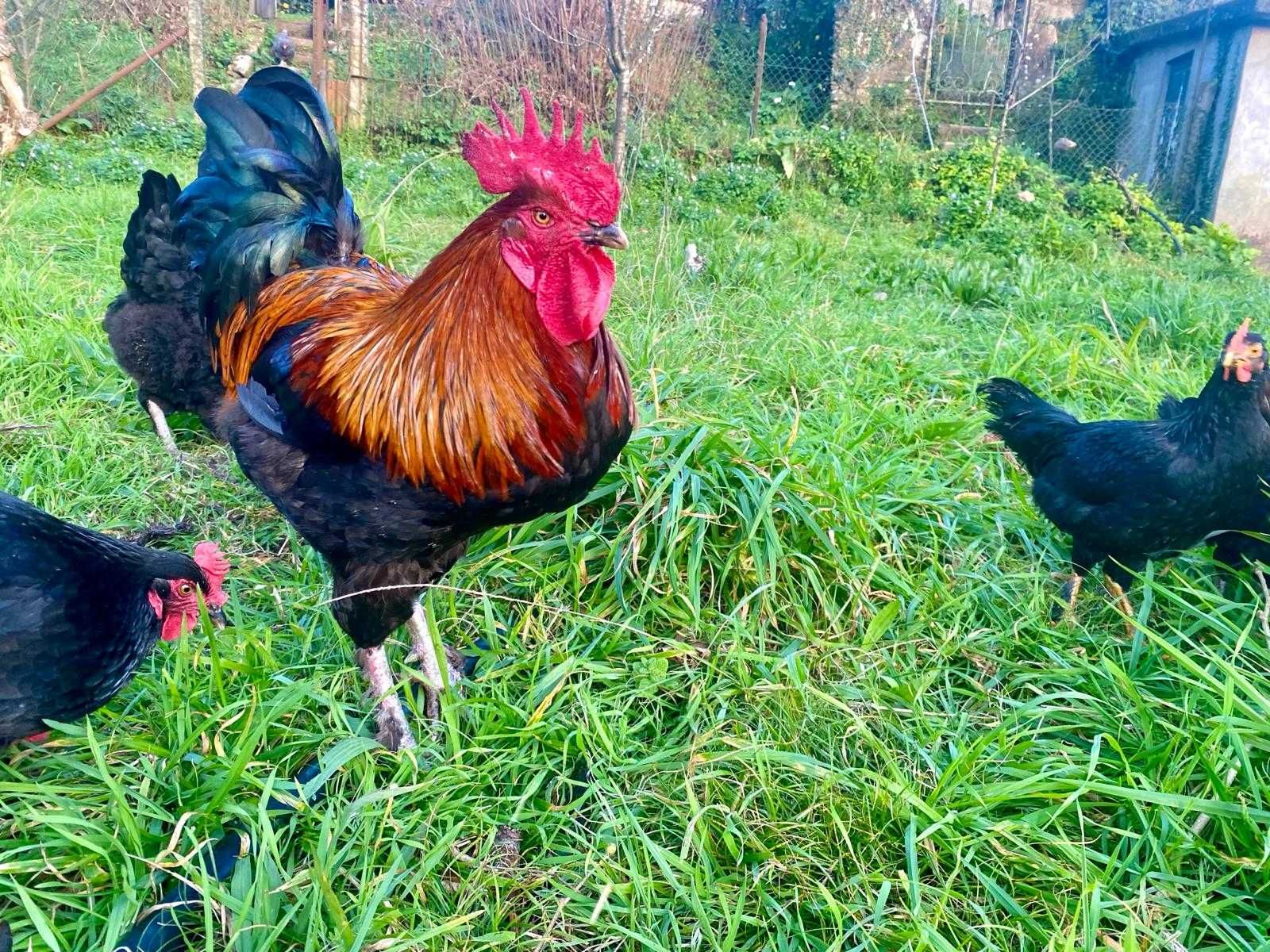 Ovos galados de galinhas Maran