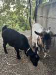 Casal de cabras  anas