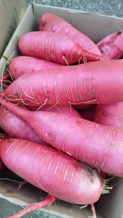 Редька червона та чорна лікувальна, дайкон білий,червоний