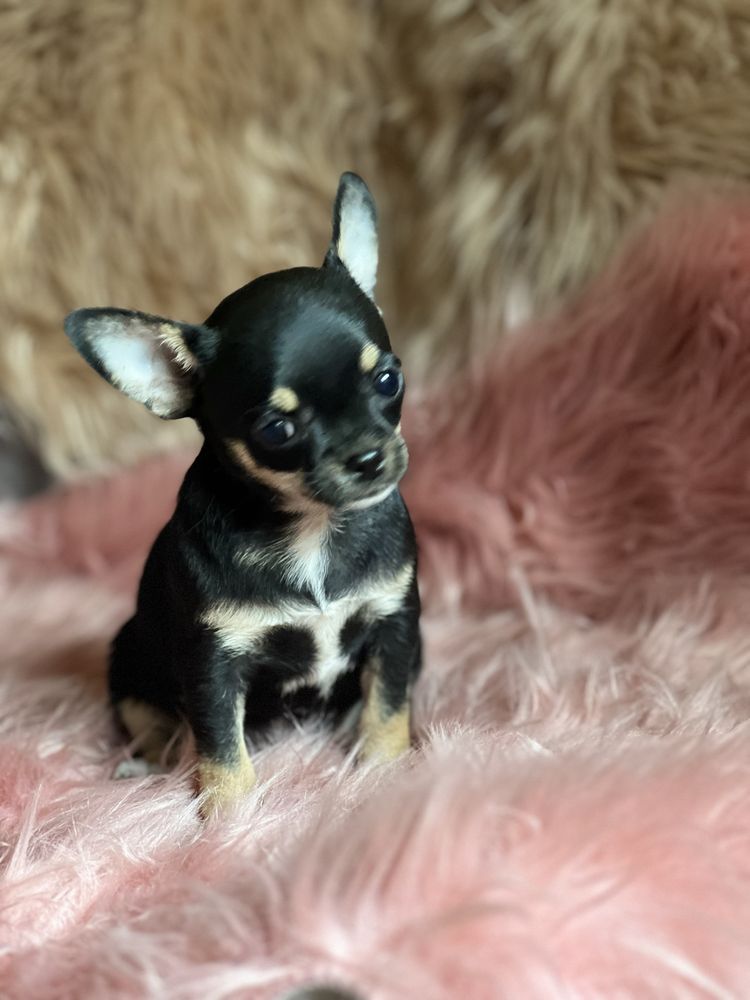 Chihuahua suczka