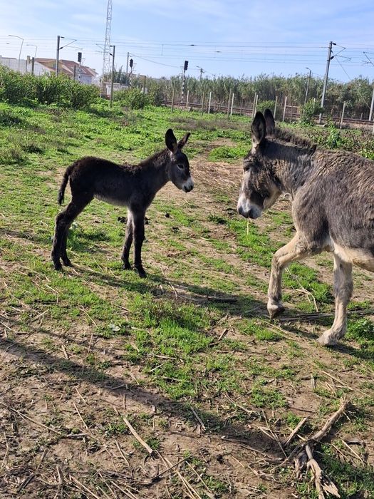 Burrinho da graciosa para reserva