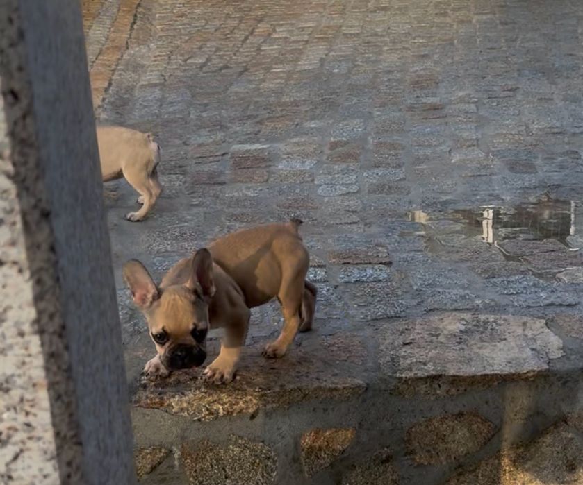 Menino Bulldog Frances