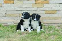 Szczeniak Border Collie