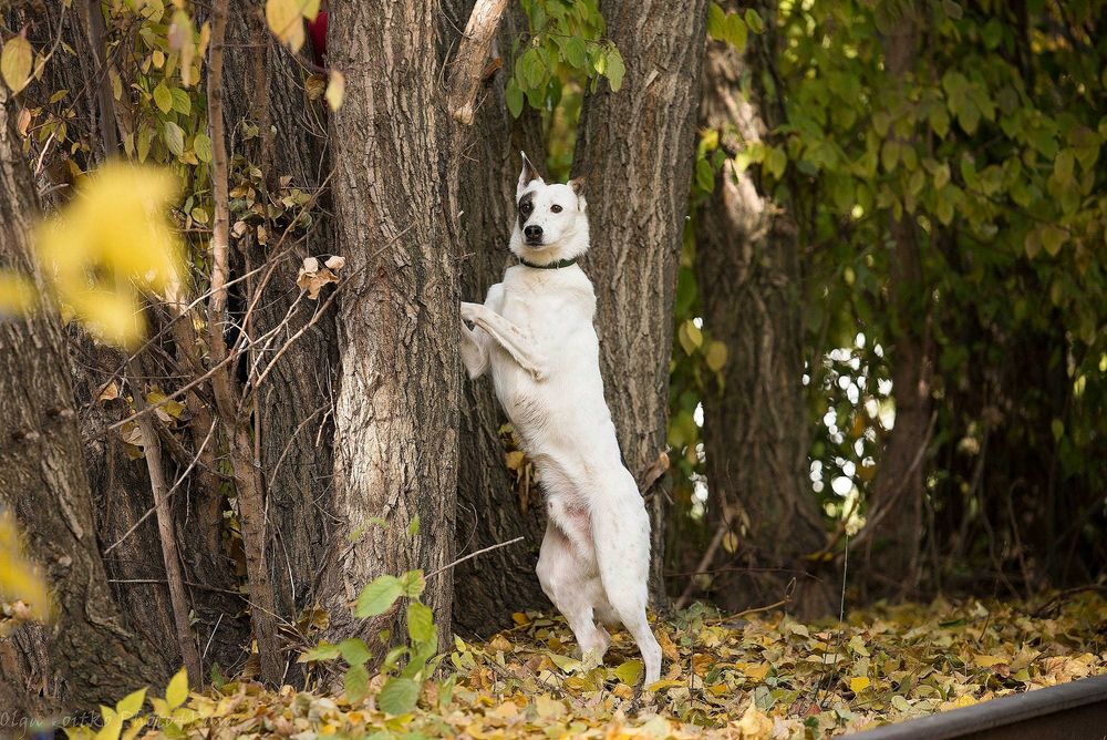 Отдам в хорошие руки милого пса Локиса.