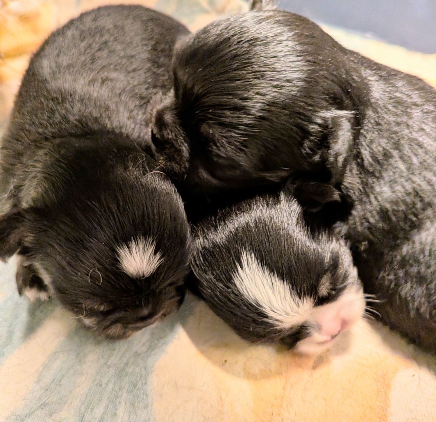 Chihuahua długowłosy FCI