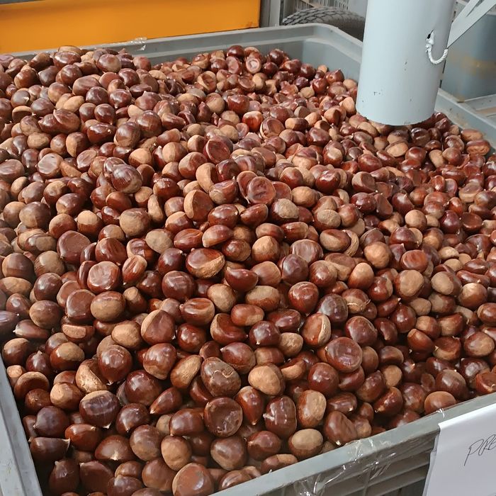 Castanhas de exelete qualidade