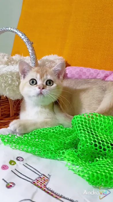 Невероятно ласковая девочка золотая шиншилла