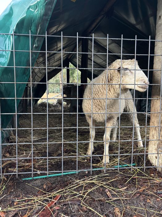 Lote de 7 ovelhas cheias e um carneiro