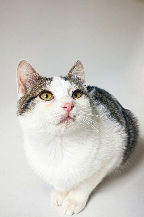 Dwie siostry tracą tymczas! Pilnie potrzebny dom/domy