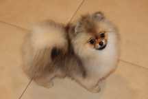 Szpic miniaturowy pomeranian.