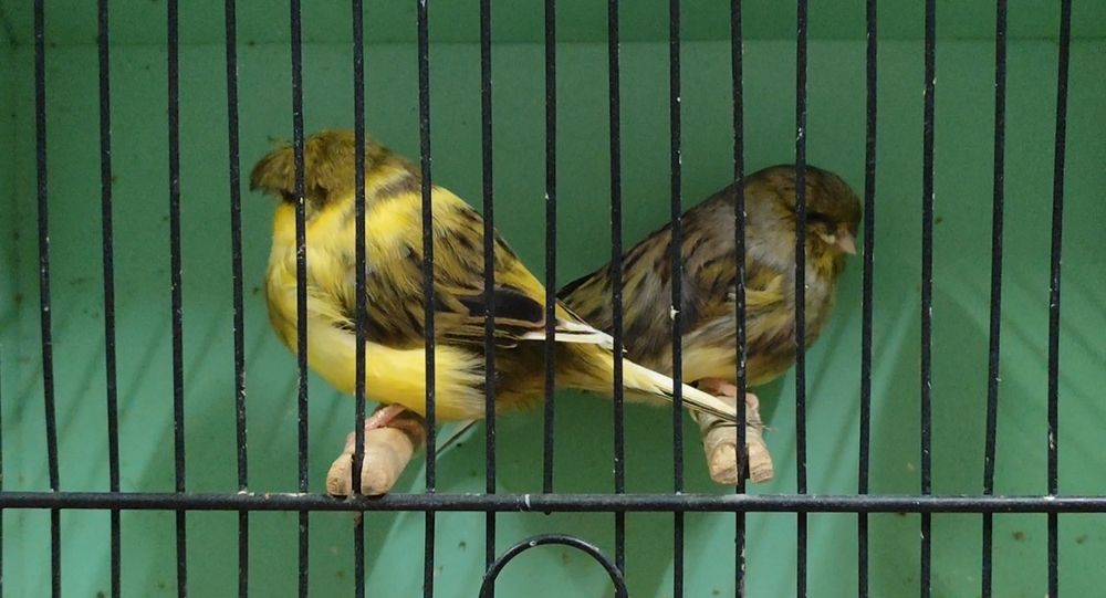 Canários Gloster de linhagem campeã