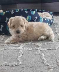 Piękny piesek maltipoo