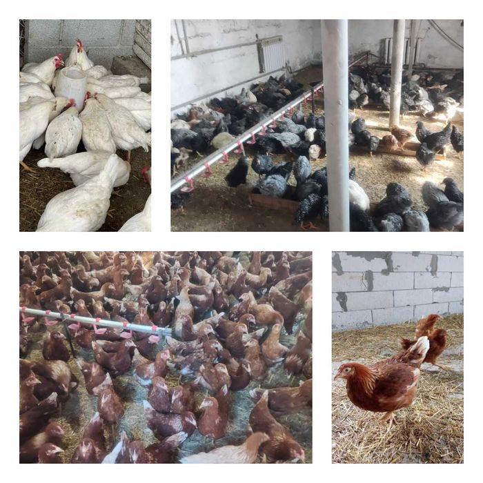 Кури Несучки Сенді Ломан Браун Леггорн Домінант Нікополь!