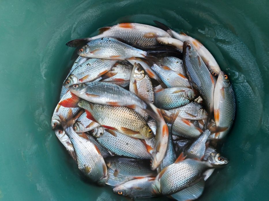 Karp narybek  / kroczek . Amur ,Tołpyga , Lin .