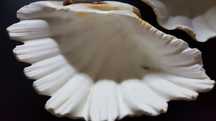 Conchas
