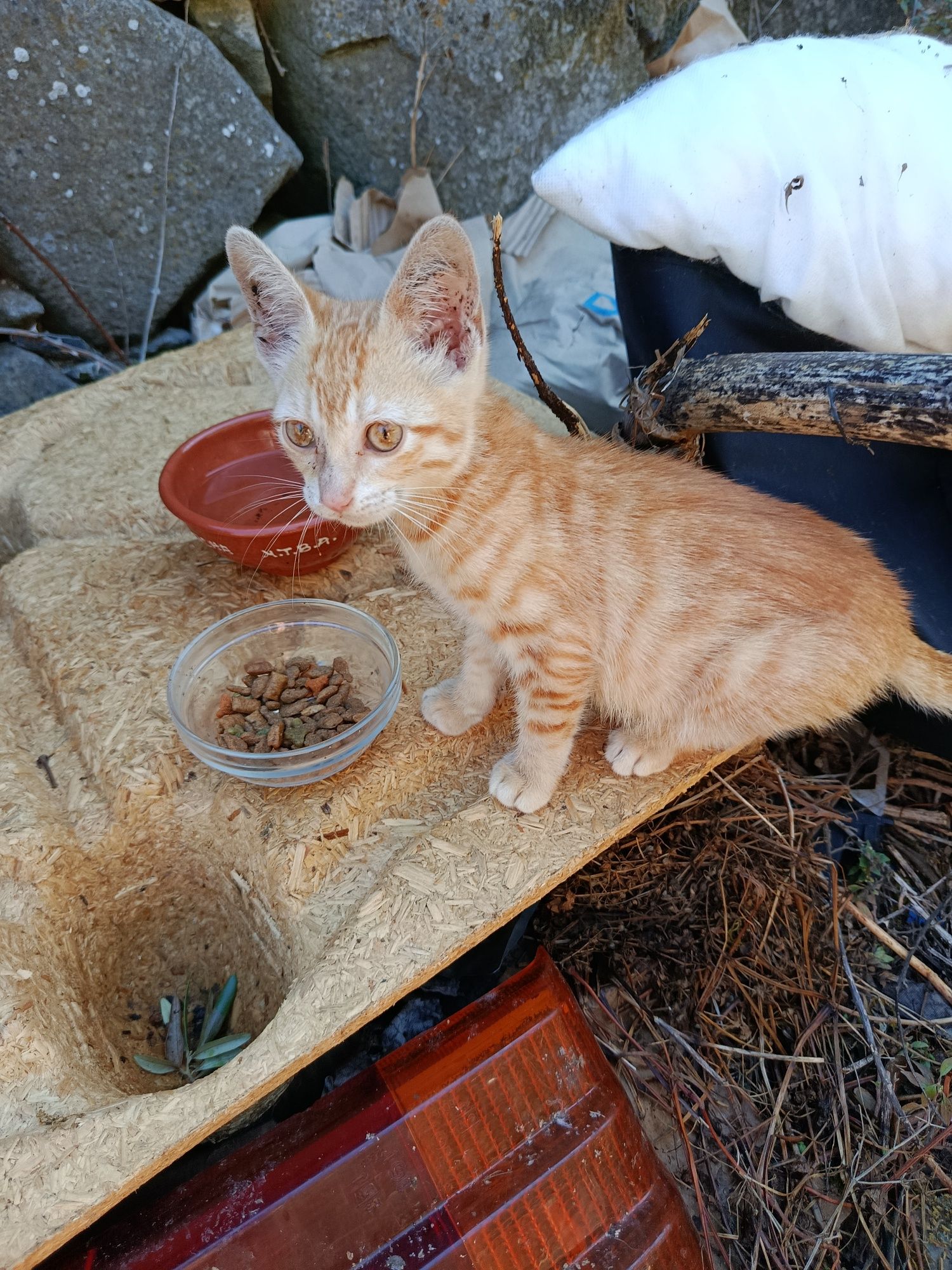 Gatinho em zona de risco