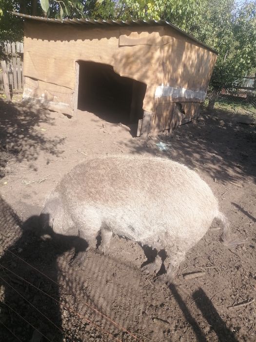 Продам поросят Венгерської мангалиці