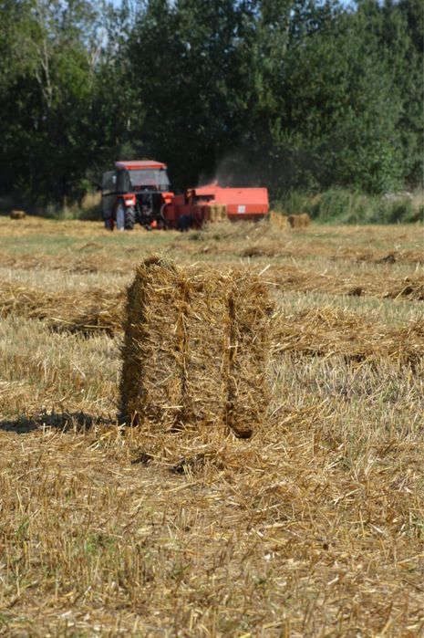 słoma w kostce owies pszenżyto 2025