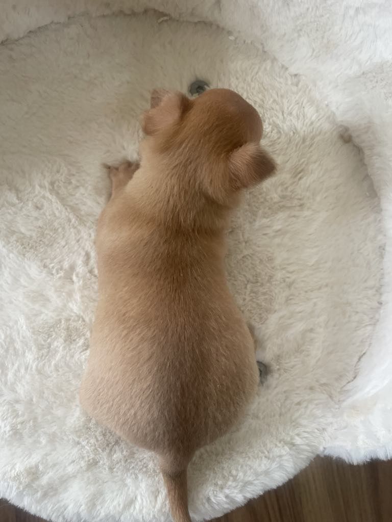 Chihuahua piękny piesek