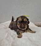 Shih tzu chłopak Raptus