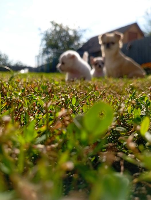 Щенки чихуахуа, мини