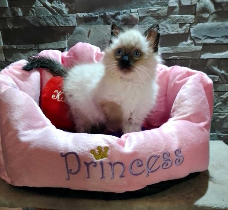 Syberyjski kocurek Neva z rodowodem