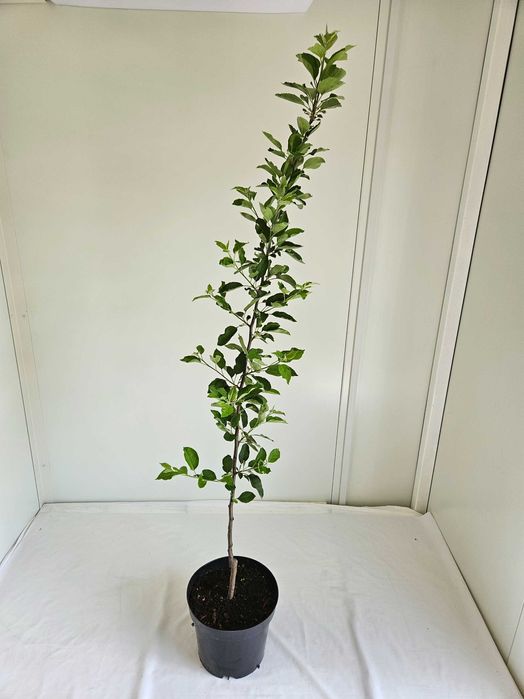 Jabłoń Malinówka szczepiona na pniu 150 cm