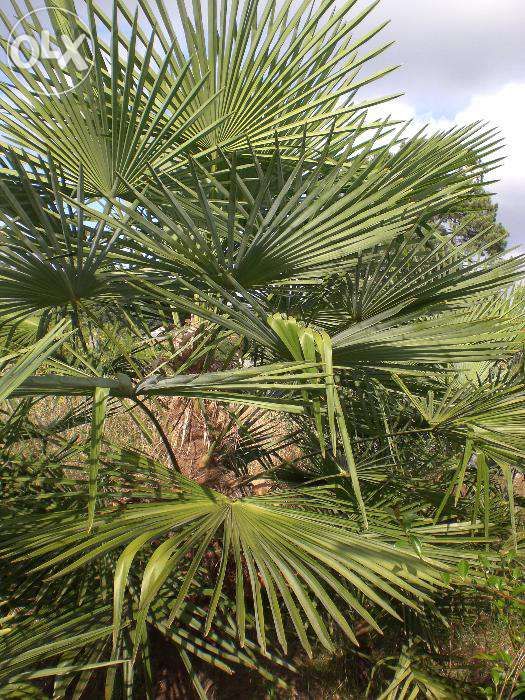 Vendo Palmeira Washingtonia Grande