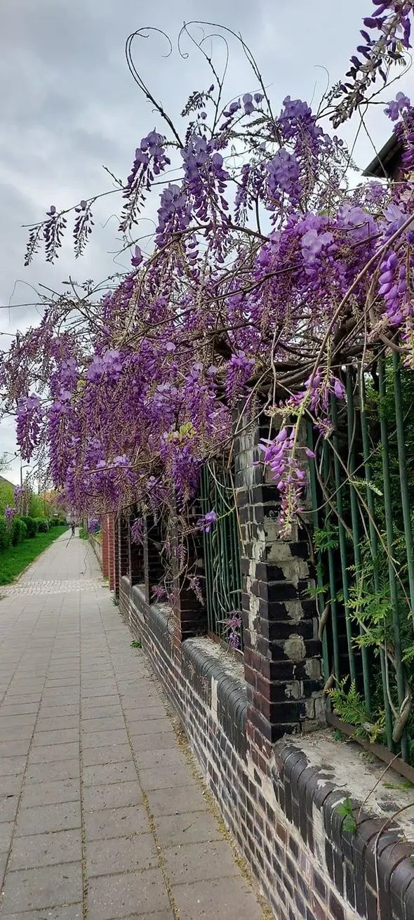 Do sprzedania lokal użytkowy z ogródkiem. Willowa lokalizacja. Parking