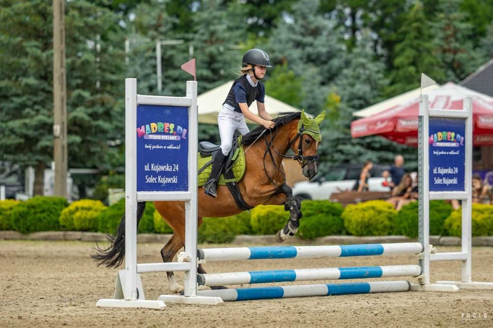 Klacz polski kuc wierzchowy