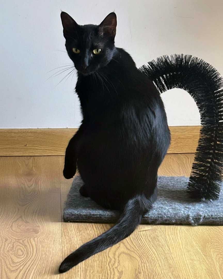 Setúbal / Margem Sul / Lisboa — BEETLEJUICE, gatinho para adoção