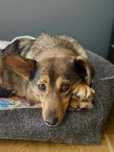 Madi - urocza suczka do adopcji!