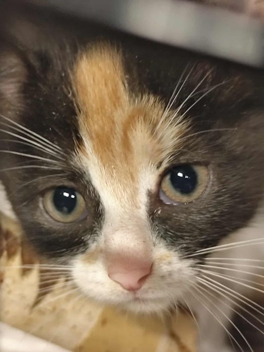 8 tygodniowe kocięta adopcja za darmo oddam