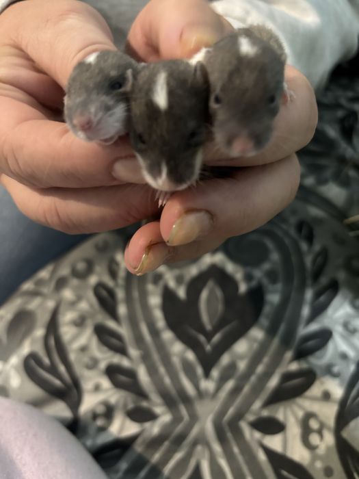 brązowe  szczurki dumbo