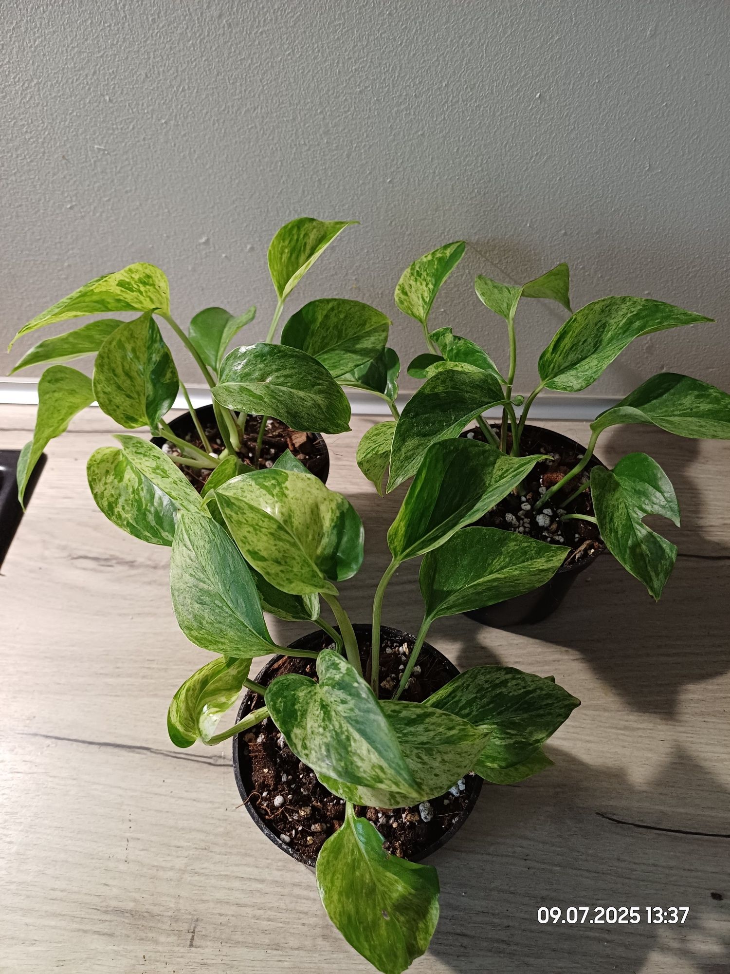 Epipremnum marble Queen