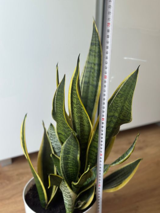 Sanseweria roślina