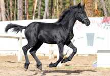 Продам Фризскую лошадь жеребенок 1 год