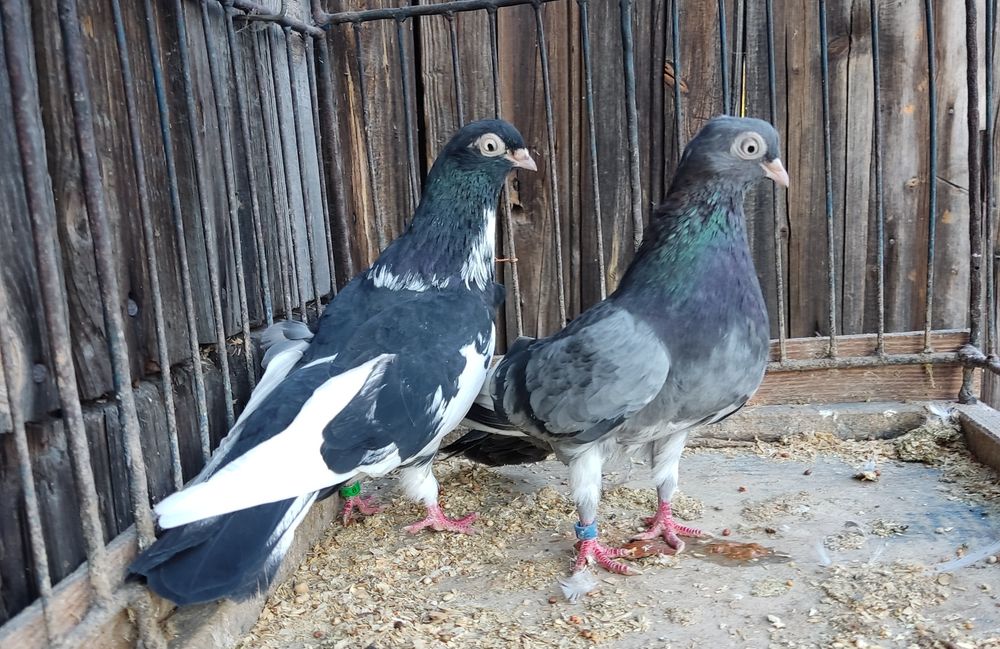 Zamojskie, para parzysta